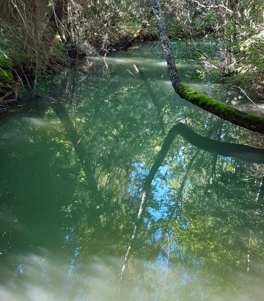 Oppblomstring av alger.