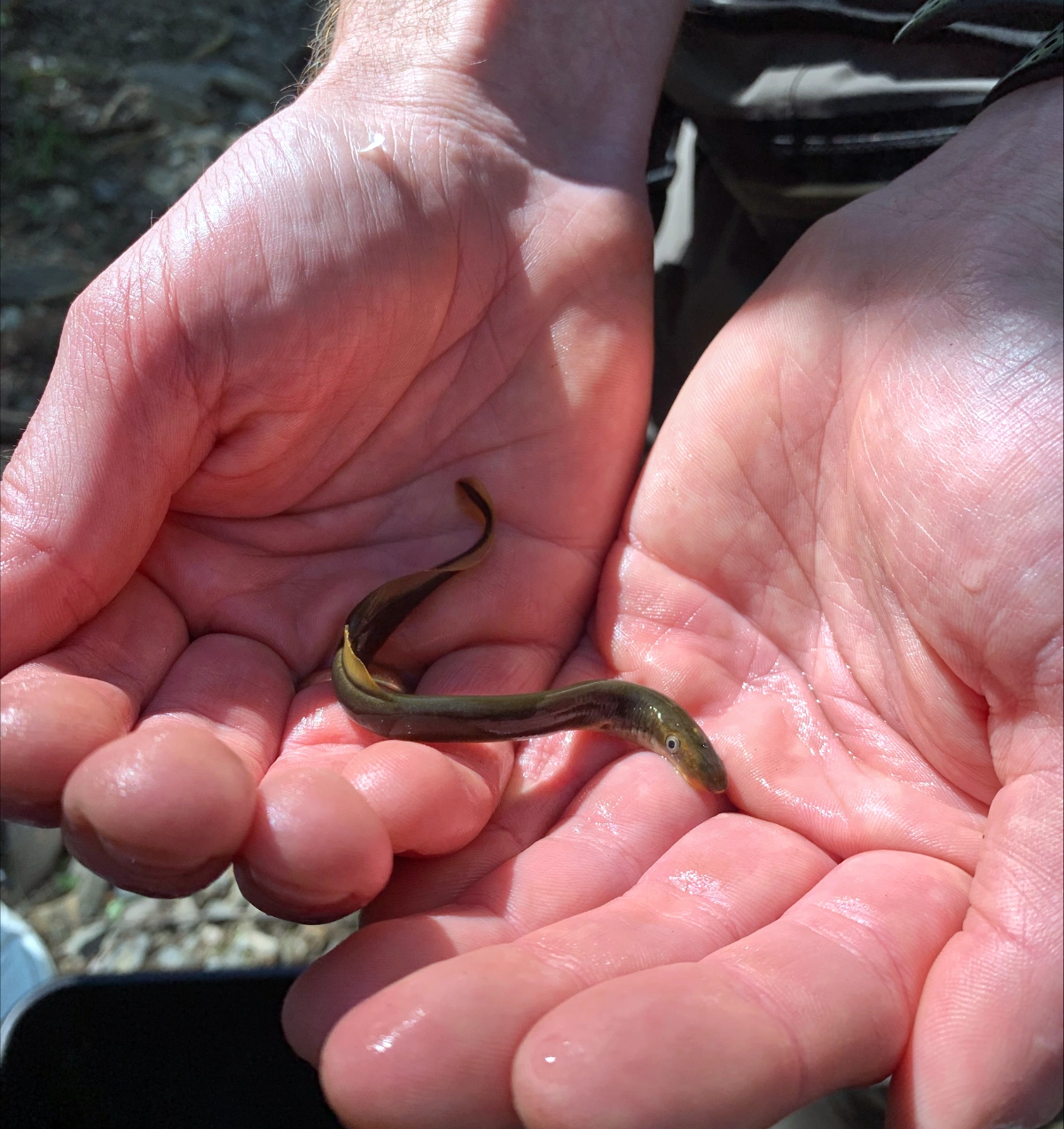 Bekkeniøye fra Svenåa.