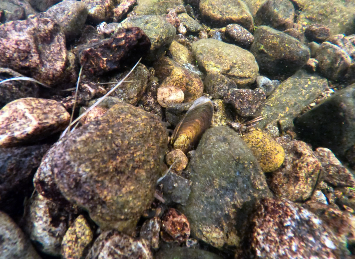 Elvemusling i Lomsdalselva.