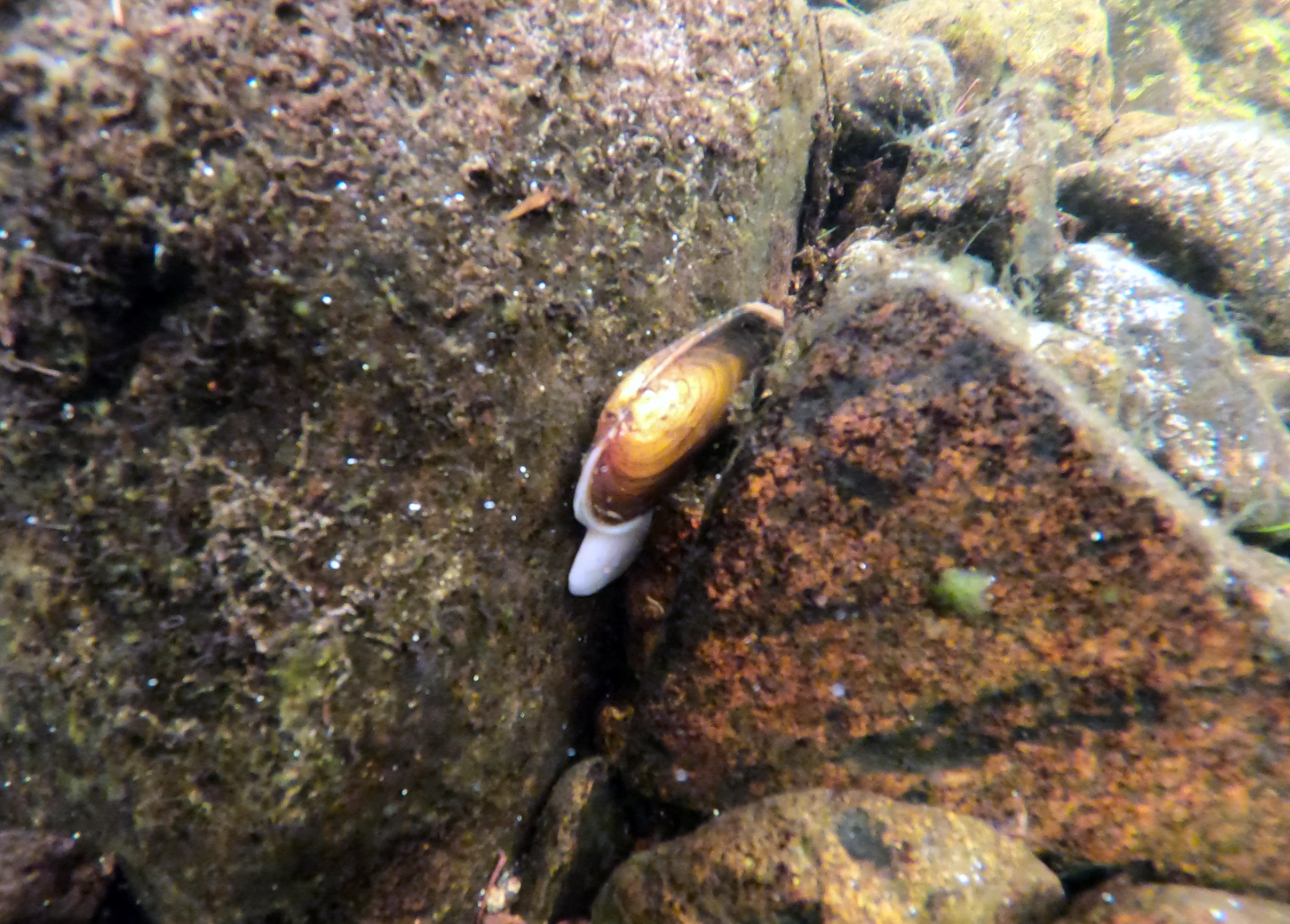 Elvemusling med foten ute