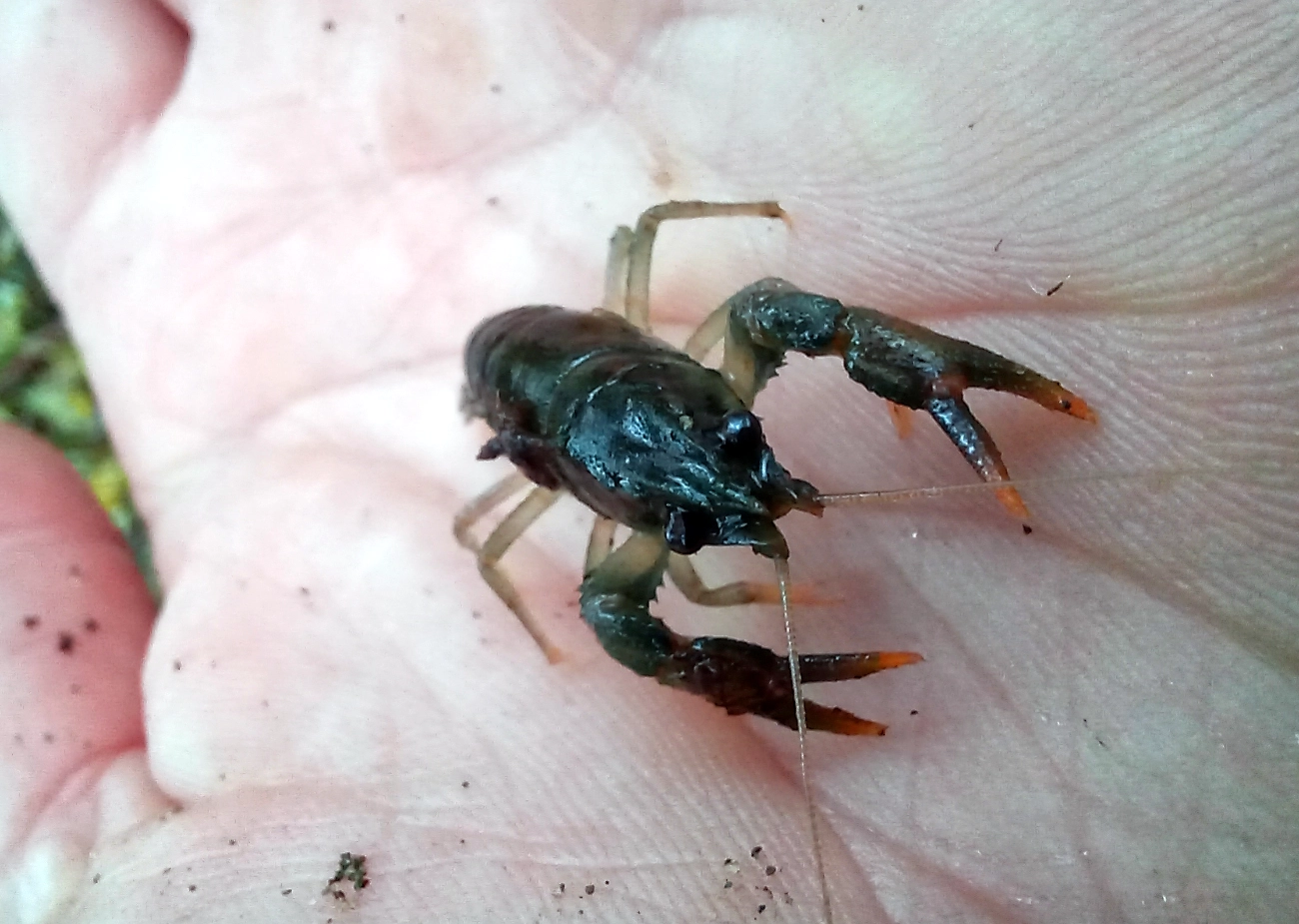 En ettårig edelkreps