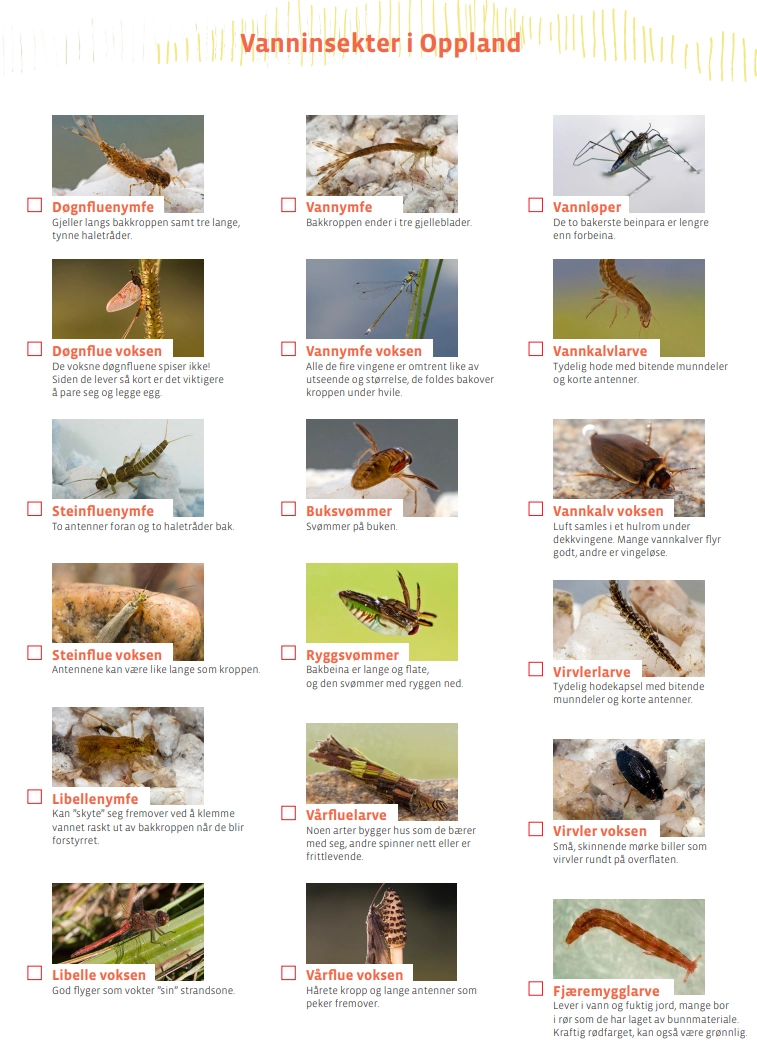Oppgaver feltark vanninsekter