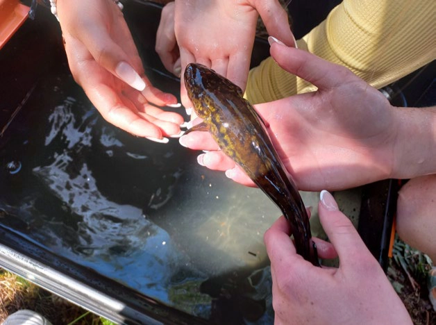 lake fra klemma ved harestua