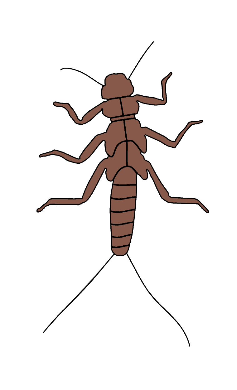 nymfe steinflue