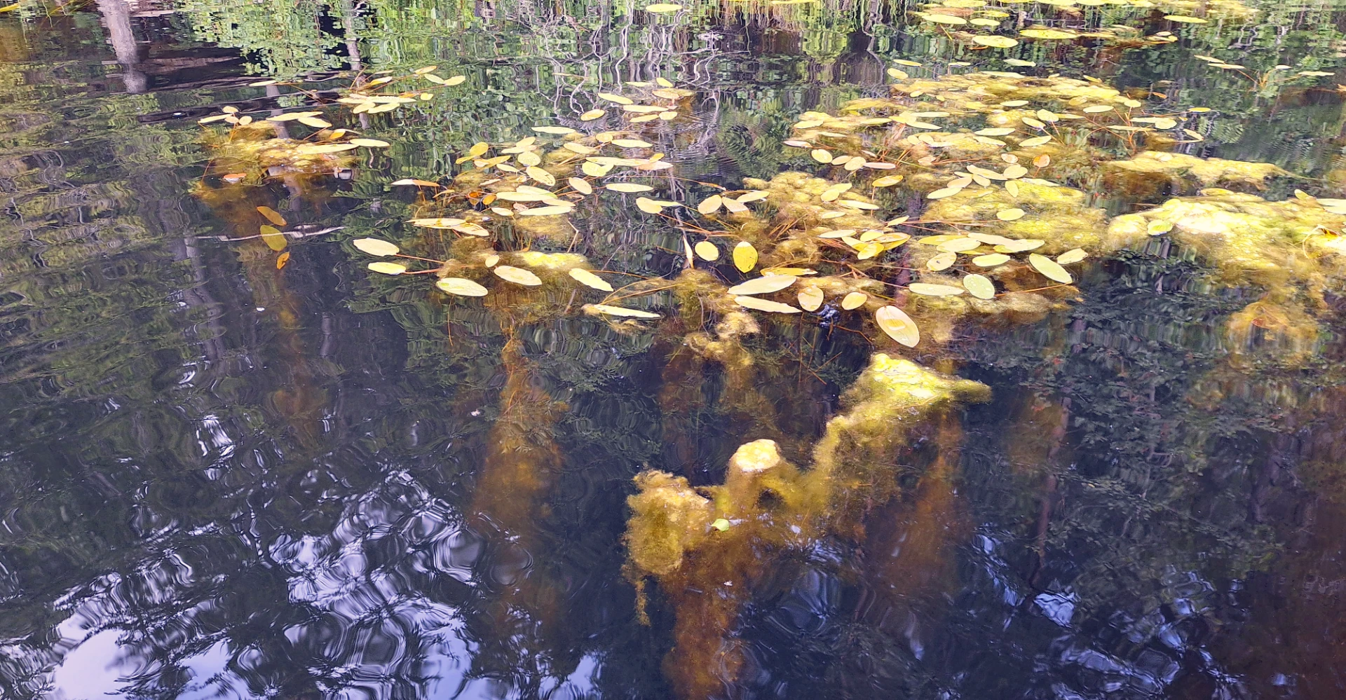 Påvekstalger på vannplanter.