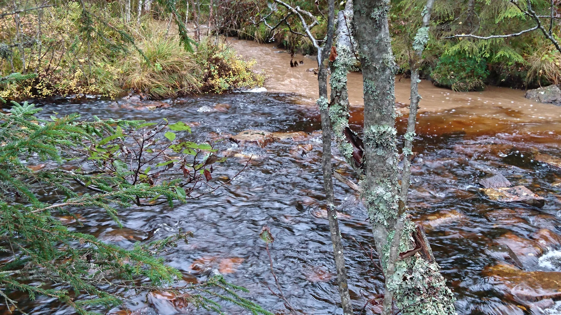 Skjerva påvirket av avrenning fra kjørespor i nytt hogstfelt.