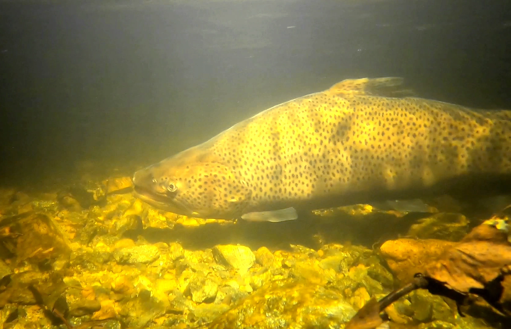 Storørret på gyteplass i en av Randsfjordens
tilløpselver.