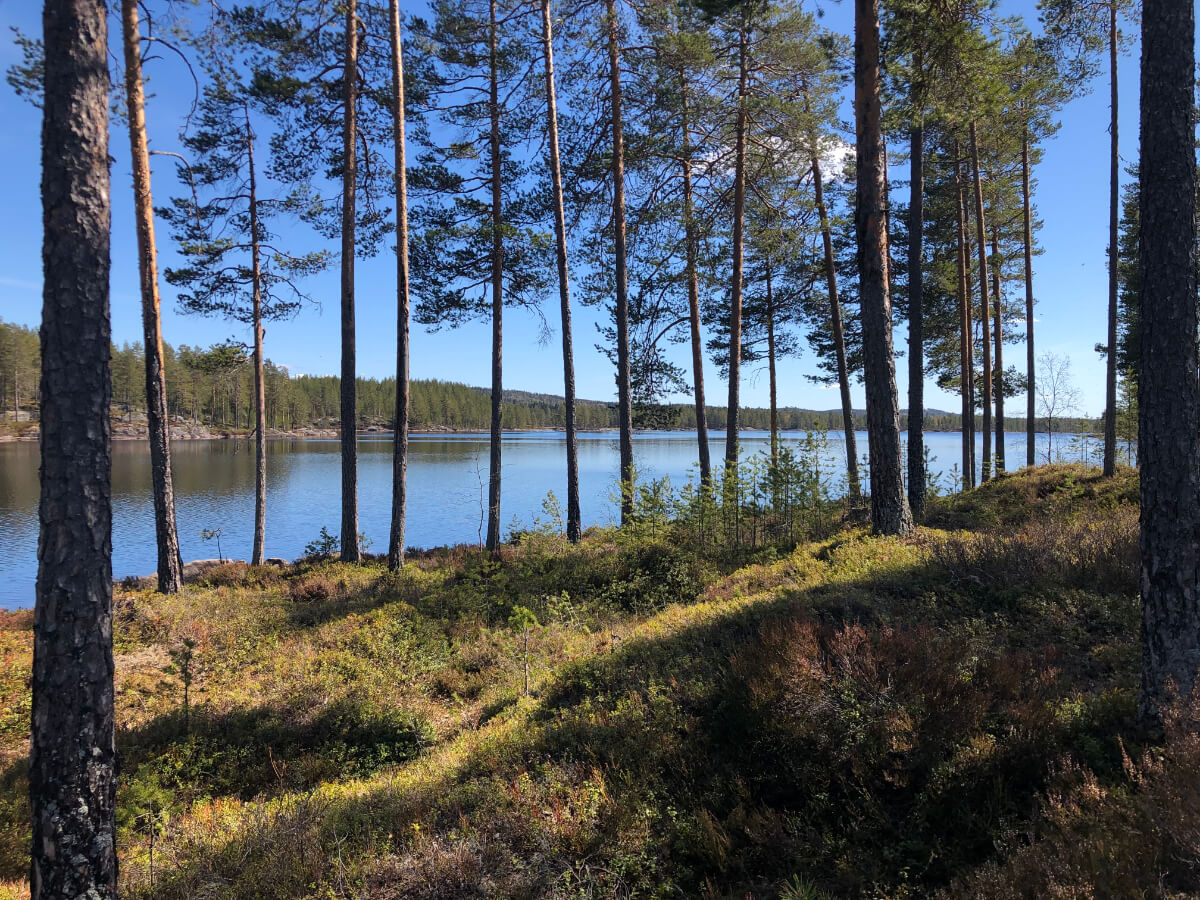 Fjorda mellom trærne
